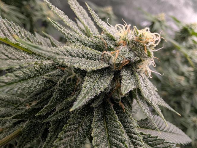 Gorilla Cookies FF X unknown. Week 11 - Day 43