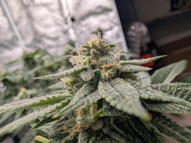 Gorilla Cookies FF X unknown. Week 11 - Day 43