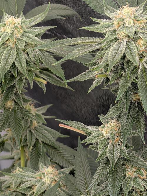 Gorilla Cookies FF X unknown. Week 11 - Day 44