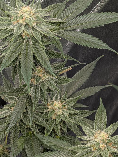Gorilla Cookies FF X unknown. Week 11 - Day 44