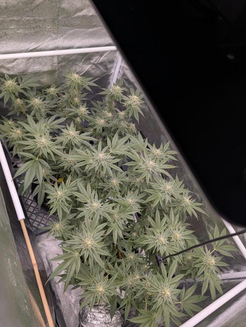 Gorilla Cookies FF X unknown. Week 11 - Day 44