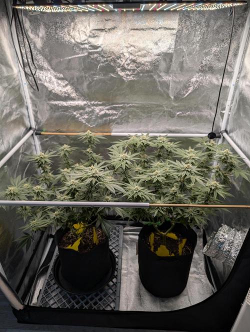 Gorilla Cookies FF X unknown. Week 11 - Day 44