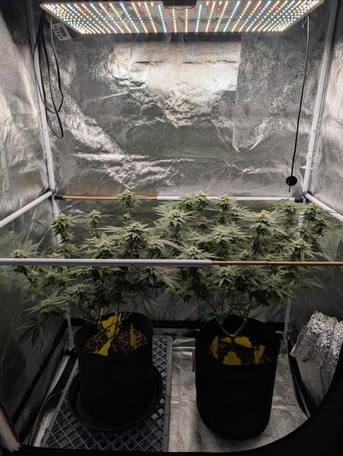 Gorilla Cookies FF X unknown. Week 11 - Day 44