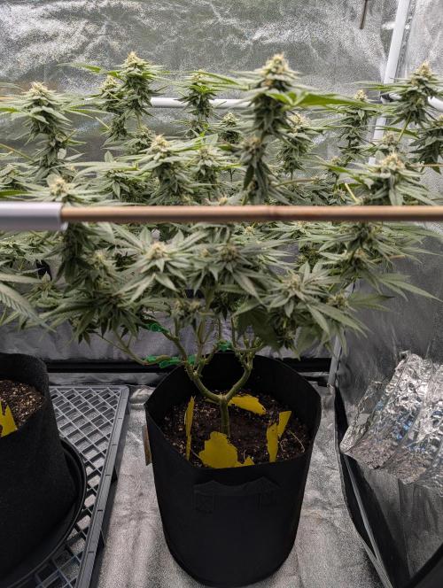 Gorilla Cookies FF X unknown. Week 11 - Day 44