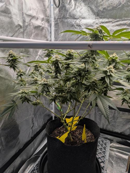 Gorilla Cookies FF X unknown. Week 11 - Day 44