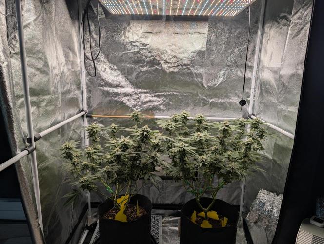 Gorilla Cookies FF X unknown. Week 11 - Day 44
