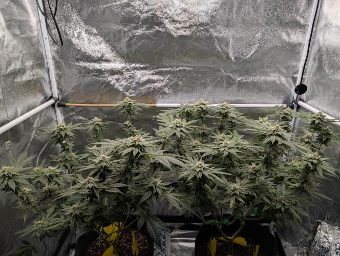 Gorilla Cookies FF X unknown. Week 11 - Day 44