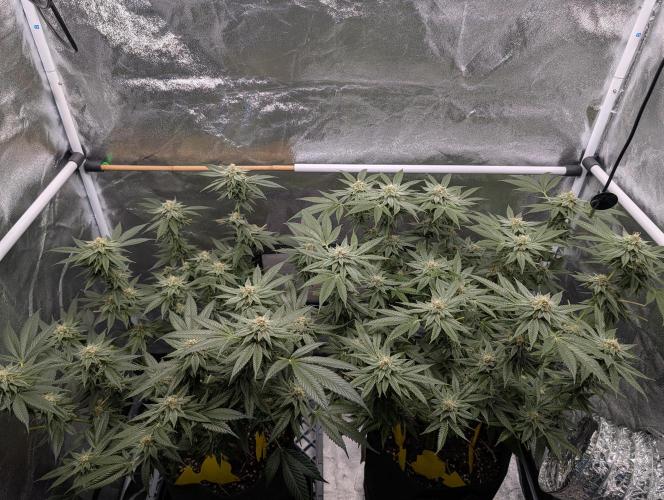 Gorilla Cookies FF X unknown. Week 11 - Day 44