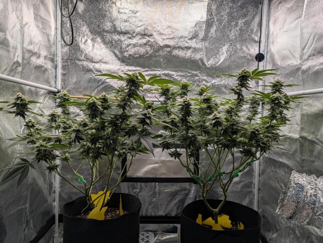 Gorilla Cookies FF X unknown. Week 11 - Day 44