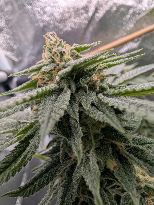 Gorilla Cookies FF X unknown. Week 11 - Day 44