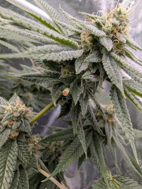 Gorilla Cookies FF X unknown. Week 11 - Day 44