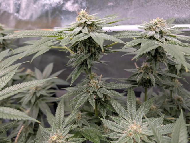 Gorilla Cookies FF X unknown. Week 11 - Day 44