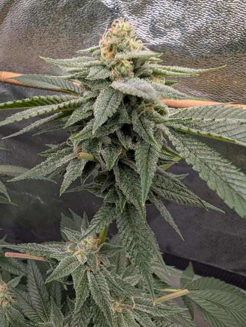 Gorilla Cookies FF X unknown. Week 11 - Day 44