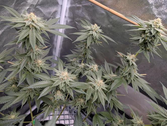 Gorilla Cookies FF X unknown. Week 11 - Day 44