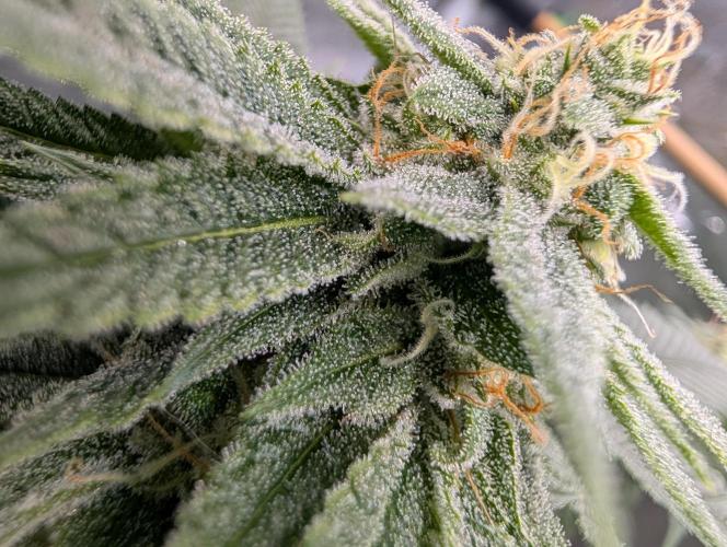 Gorilla Cookies FF X unknown. Week 11 - Day 44