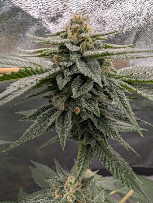 Gorilla Cookies FF X unknown. Week 11 - Day 44