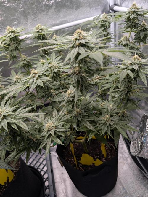 Gorilla Cookies FF X unknown. Week 11 - Day 44