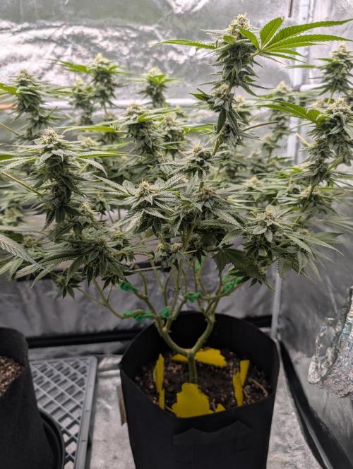 Gorilla Cookies FF X unknown. Week 11 - Day 44