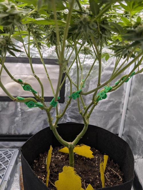 Gorilla Cookies FF X unknown. Week 11 - Day 44