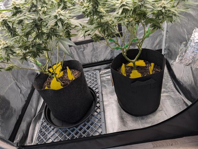 Gorilla Cookies FF X unknown. Week 11 - Day 44