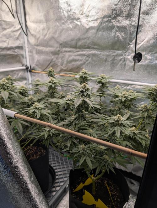 Gorilla Cookies FF X unknown. Week 11 - Day 45