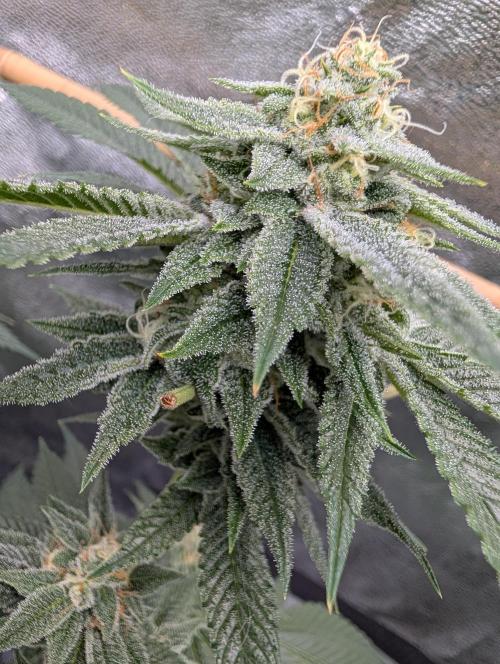 Gorilla Cookies FF X unknown. Week 11 - Day 45