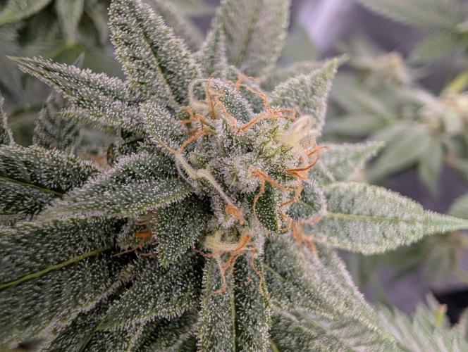 Gorilla Cookies FF X unknown. Week 11 - Day 45