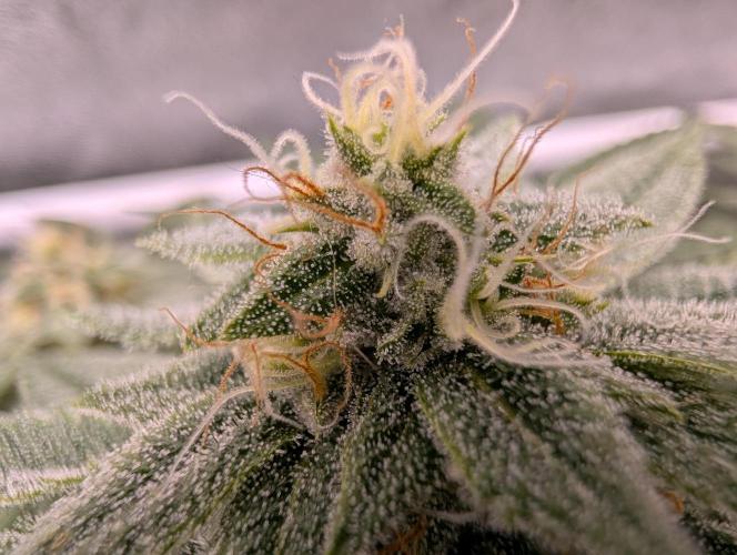 Gorilla Cookies FF X unknown. Week 11 - Day 45