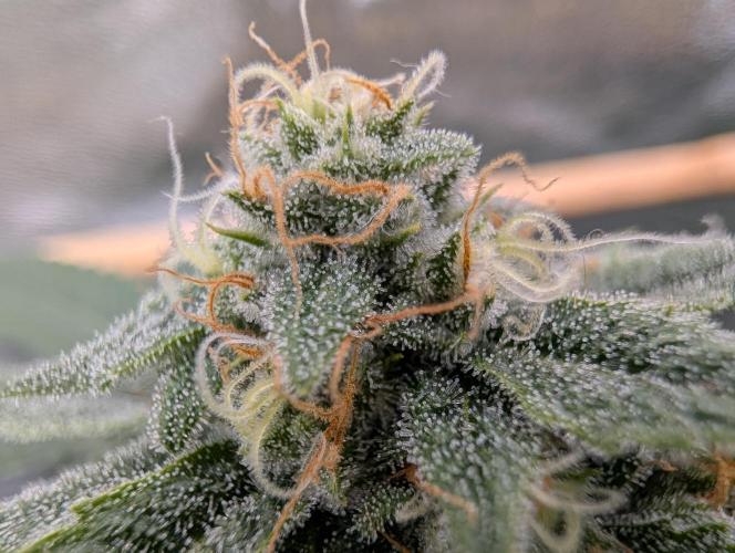 Gorilla Cookies FF X unknown. Week 11 - Day 45