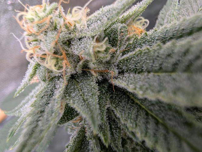 Gorilla Cookies FF X unknown. Week 11 - Day 45