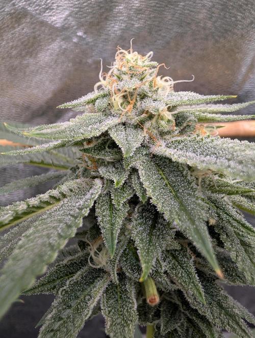 Gorilla Cookies FF X unknown. Week 11 - Day 45