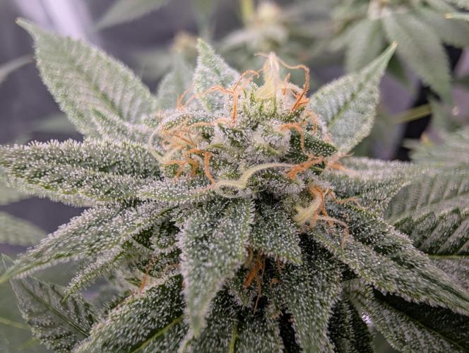 Gorilla Cookies FF X unknown. Week 11 - Day 45
