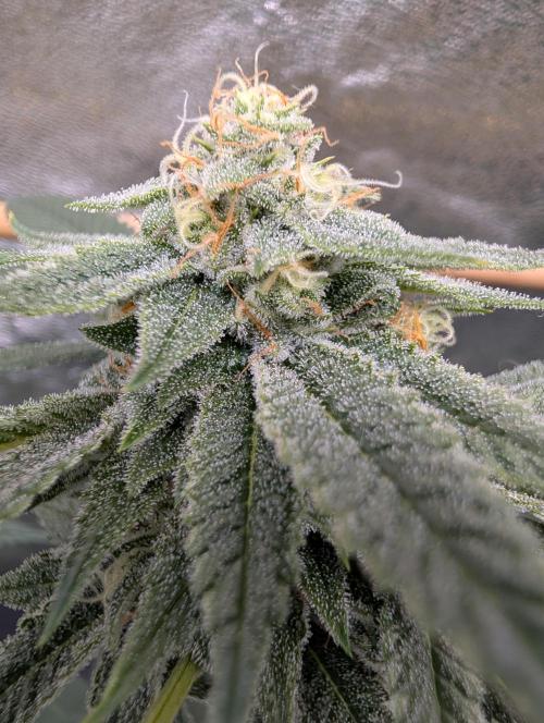 Gorilla Cookies FF X unknown. Week 11 - Day 45