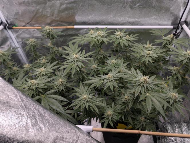 Gorilla Cookies FF X unknown. Week 11 - Day 45