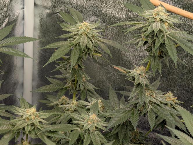 Gorilla Cookies FF X unknown. Week 11 - Day 45