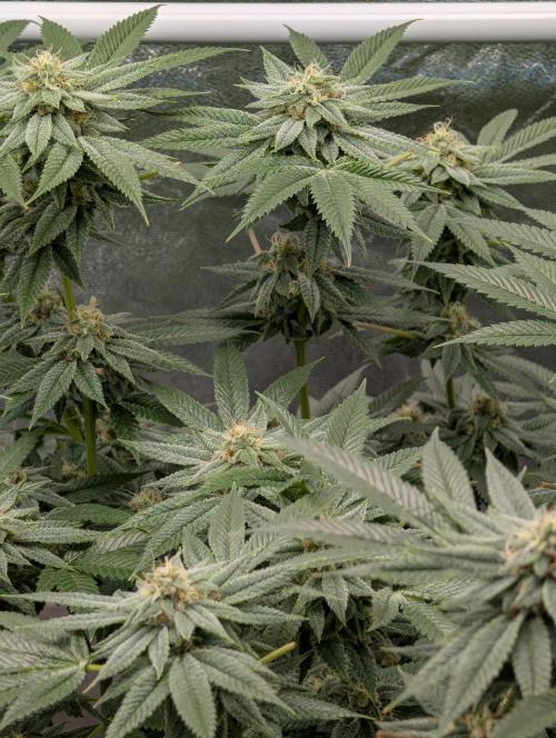 Gorilla Cookies FF X unknown. Week 11 - Day 45