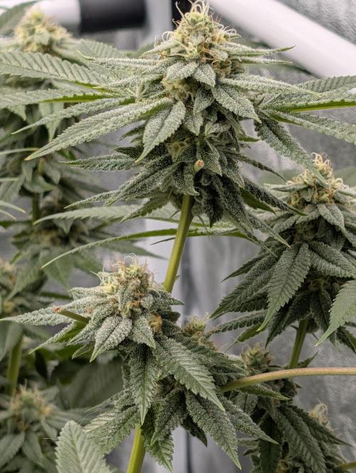 Gorilla Cookies FF X unknown. Week 11 - Day 45