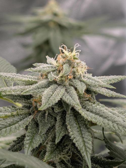 Gorilla Cookies FF X unknown. Week 11 - Day 45
