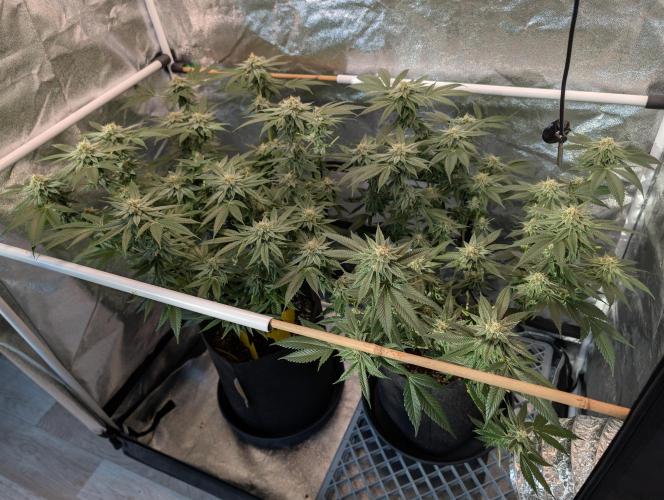 Gorilla Cookies FF X unknown. Week 11 - Day 45
