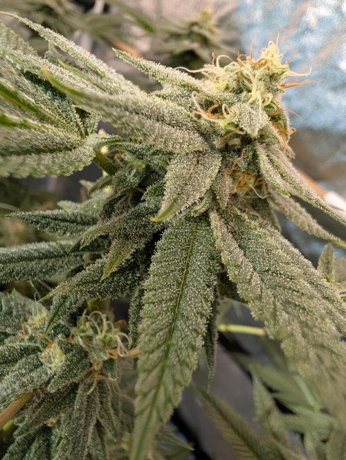 Gorilla Cookies FF X unknown. Week 11 - Day 45