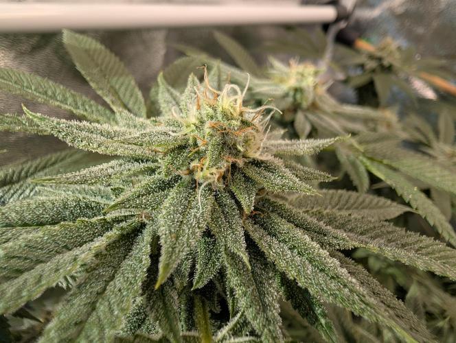 Gorilla Cookies FF X unknown. Week 11 - Day 45