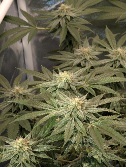 Gorilla Cookies FF X unknown. Week 11 - Day 45