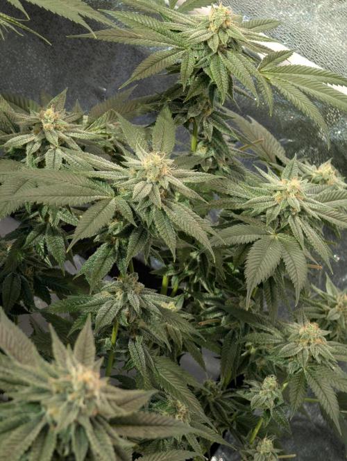 Gorilla Cookies FF X unknown. Week 11 - Day 45 