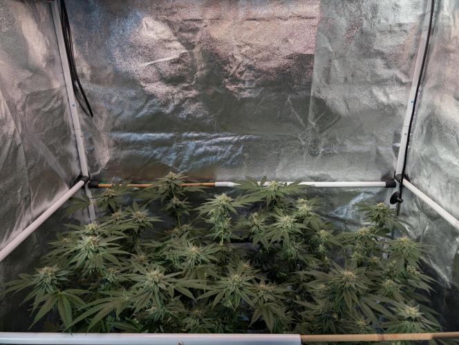 Gorilla Cookies FF X unknown. Week 11 - Day 45