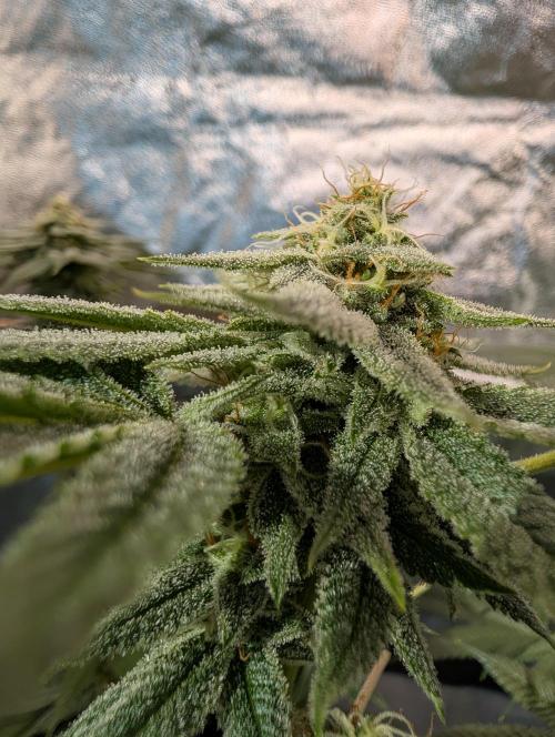 Gorilla Cookies FF X unknown. Week 11 - Day 45