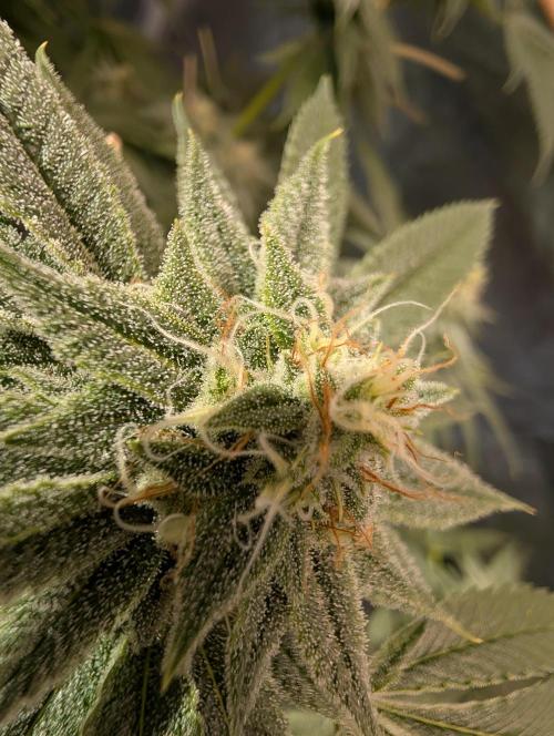 Gorilla Cookies FF X unknown. Week 11 - Day 45
