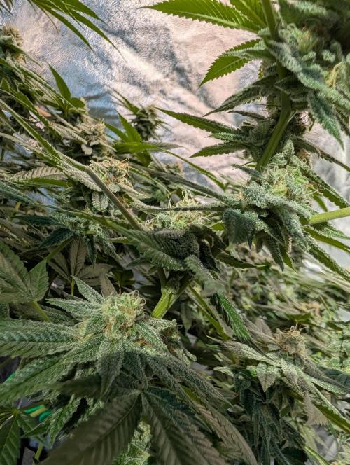 Gorilla Cookies FF X unknown. Week 11 - Day 45
