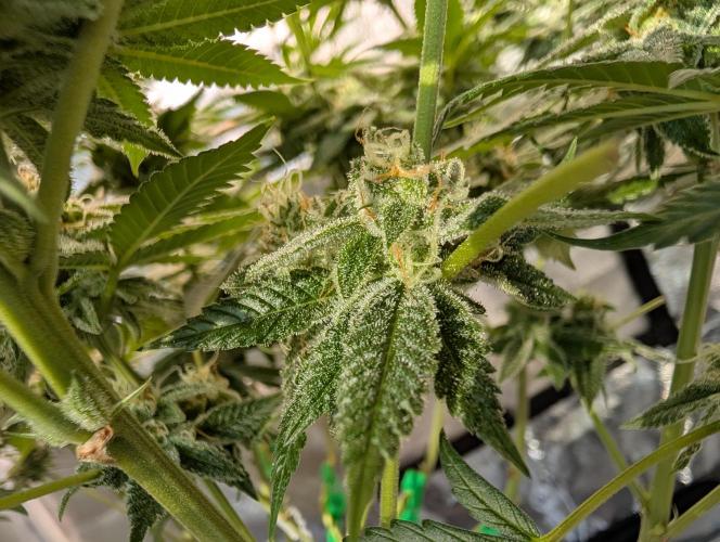 Gorilla Cookies FF X unknown. Week 11 - Day 45 lower buds