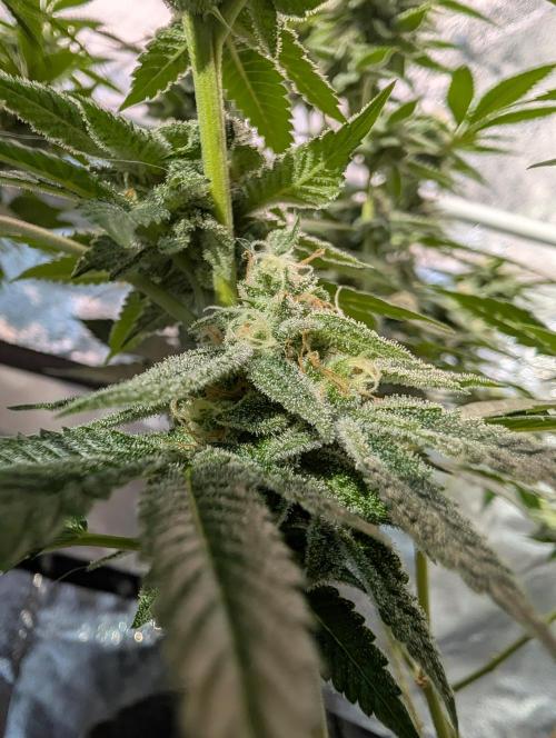 Gorilla Cookies FF X unknown. Week 11 - Day 45 lower buds