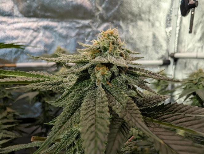 Gorilla Cookies FF X unknown. Week 11 - Day 45 one of the main colas